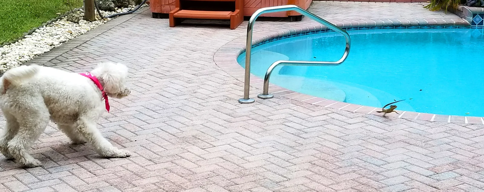 A small white dog eyes a basilisk lizard beside a backyard pool in Wellington.