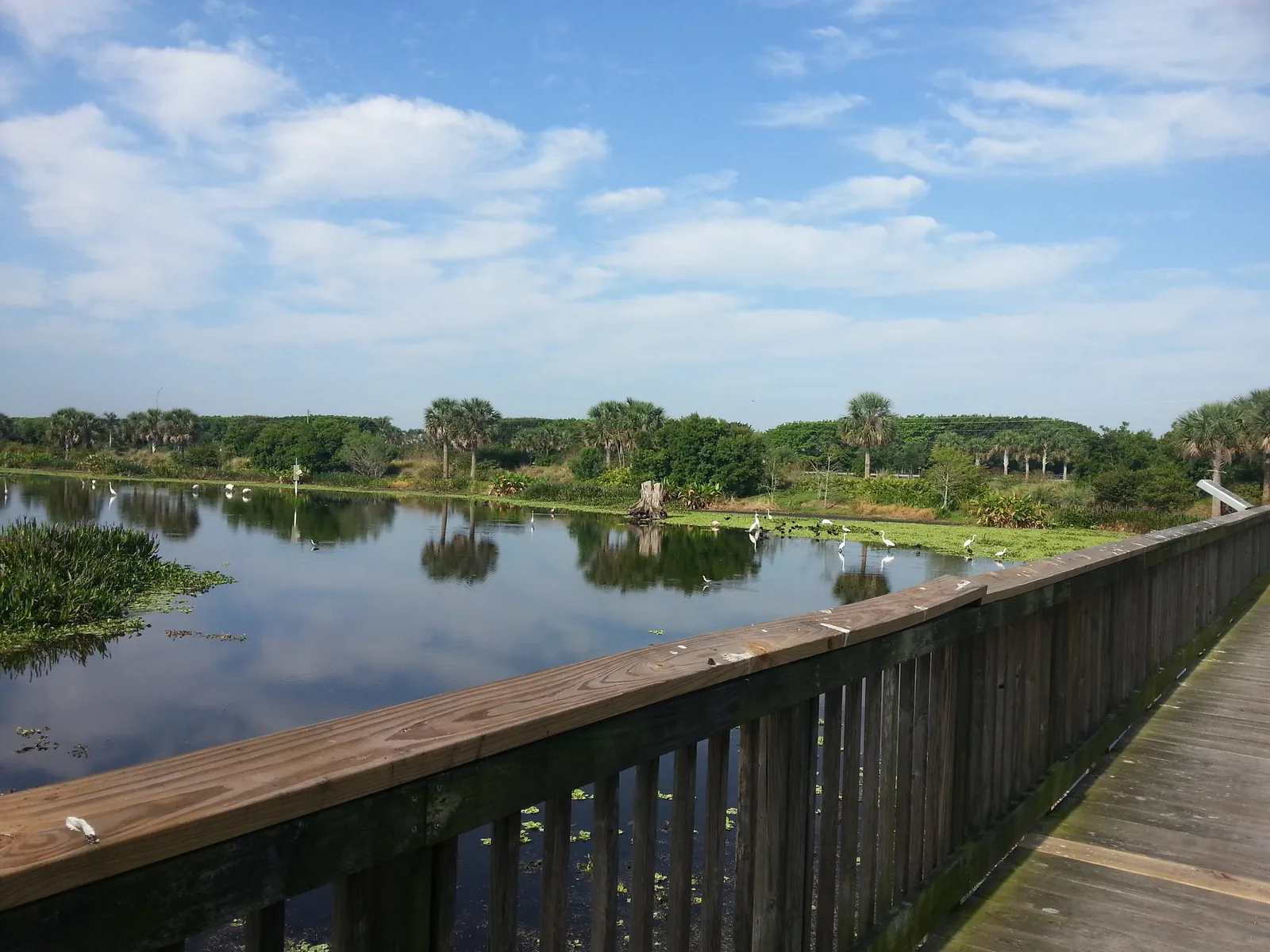 Wading birds gather on the lake beside the boardwalk at Peaceful Waters Sanctuary in Wellington.