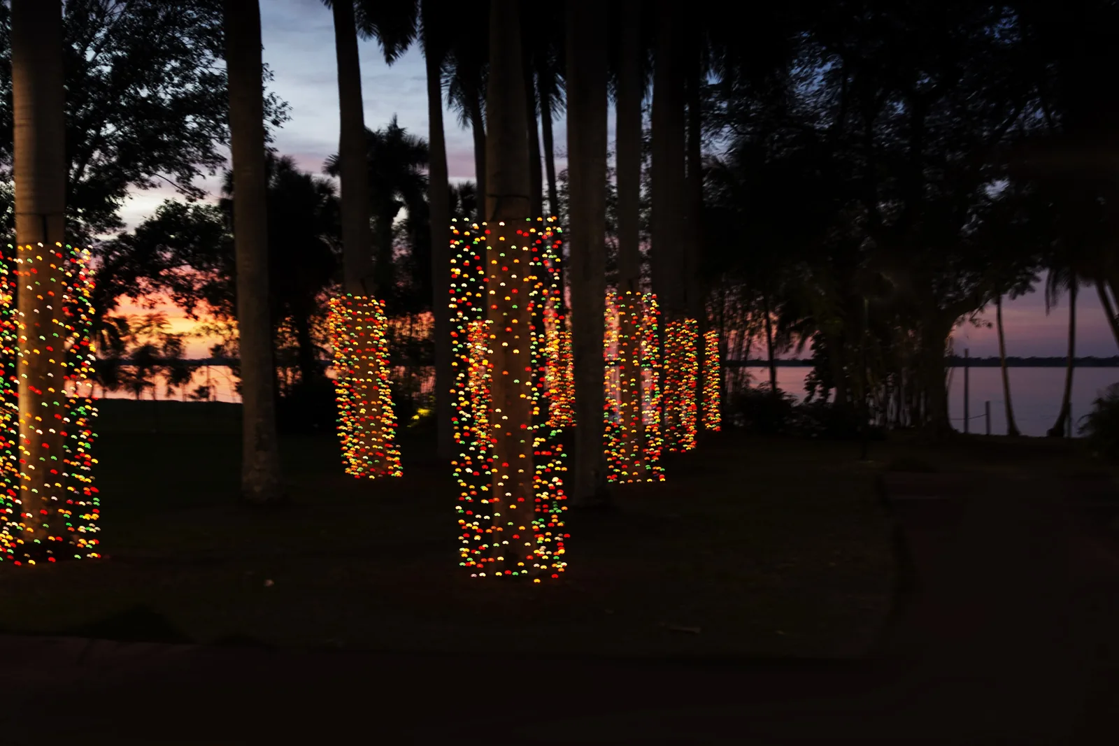 Palm trunks wrapped in Christmas lights at dusk at the Edison and Ford Winter Estates in Fort Myers.