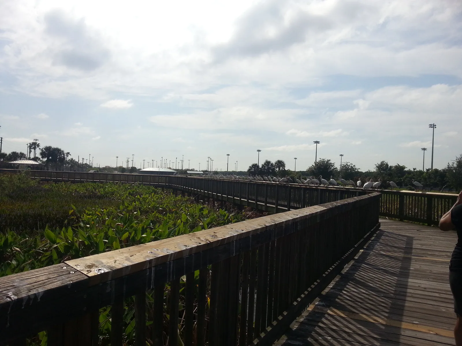 The raised boardwalk winds through the wetland at Peaceful Waters Sanctuary in Wellington's Village Park.