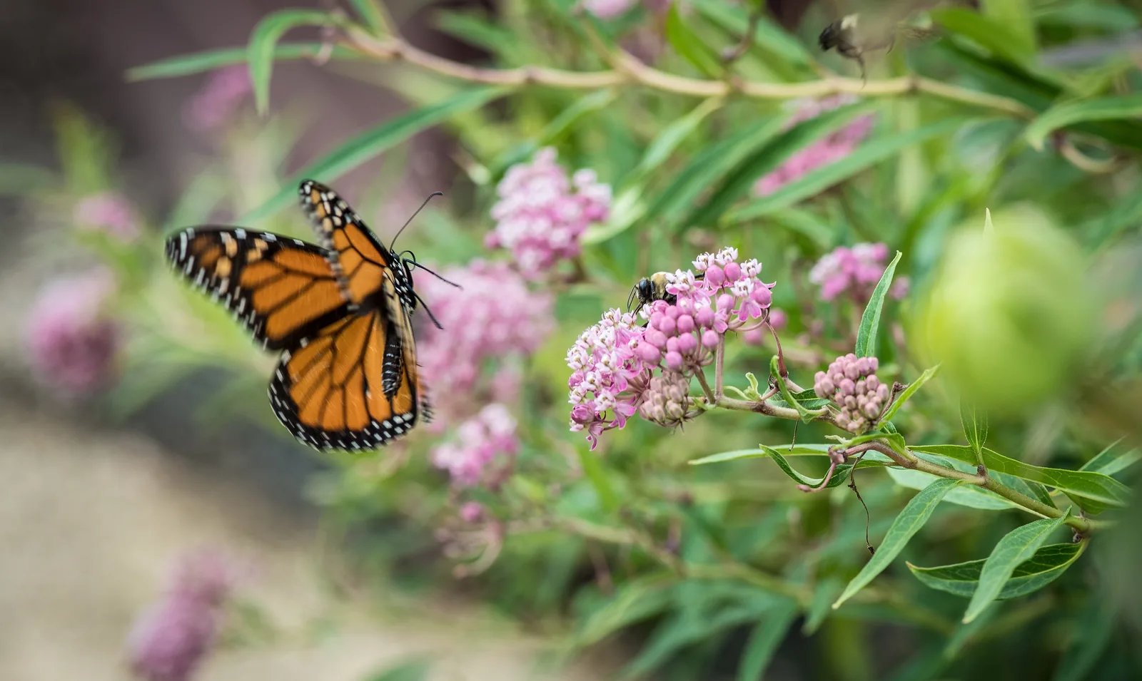 A monarch butterfly feeds on milkweed blossoms beside the U.S. Department of Agriculture Farmers Market in Washington.