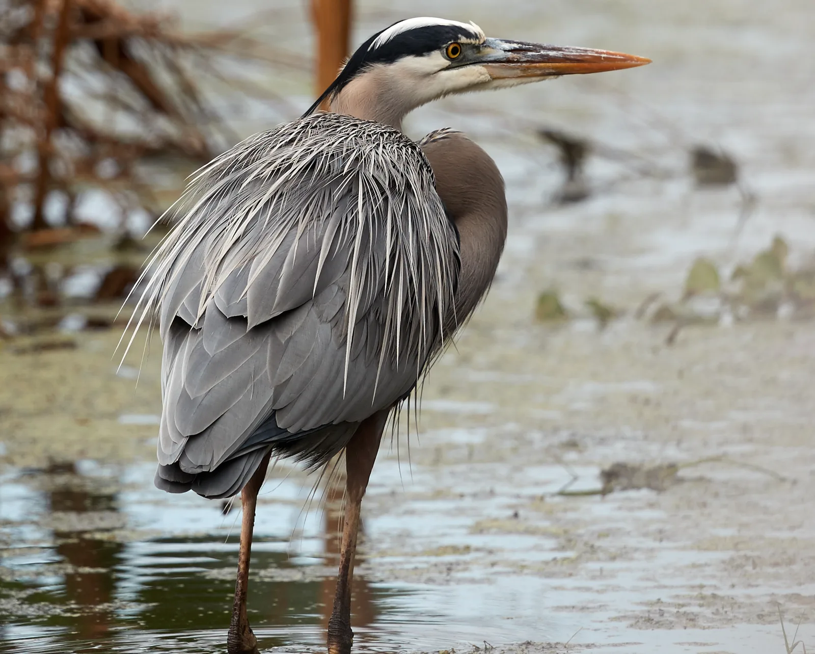 A great blue heron wading at Peaceful Waters Sanctuary, the village wetland on Pierson Road just south of Palm Beach Polo.