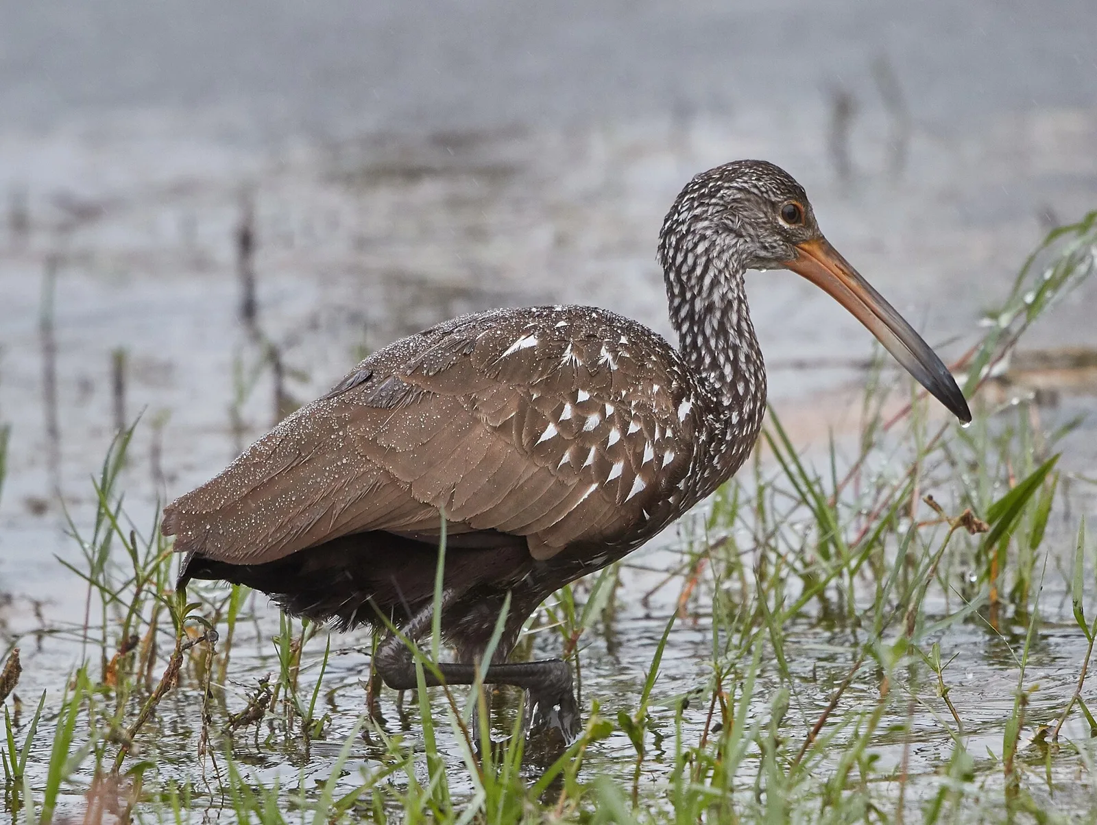 A limpkin wades through shallow water in Wellington, one of the wetland birds seen in the village's nature preserves.