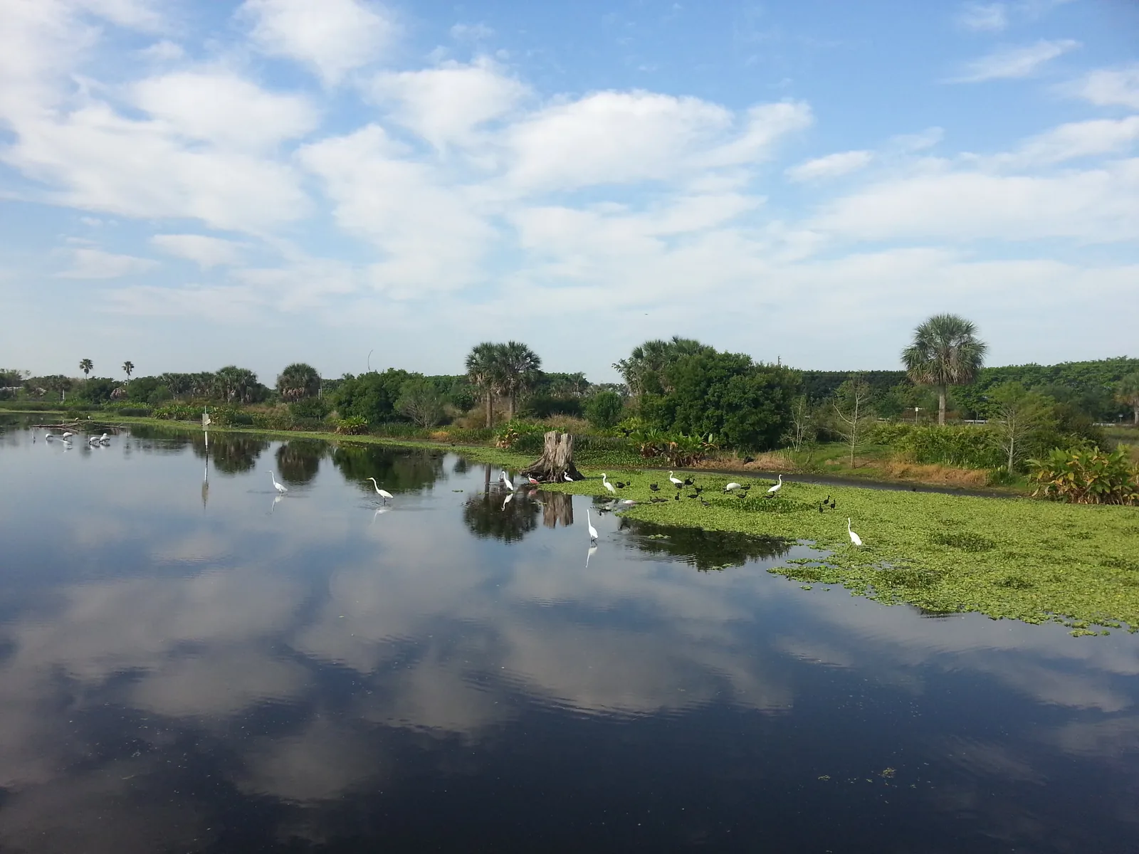 Wading birds gather on the water at Peaceful Waters Sanctuary in Wellington.