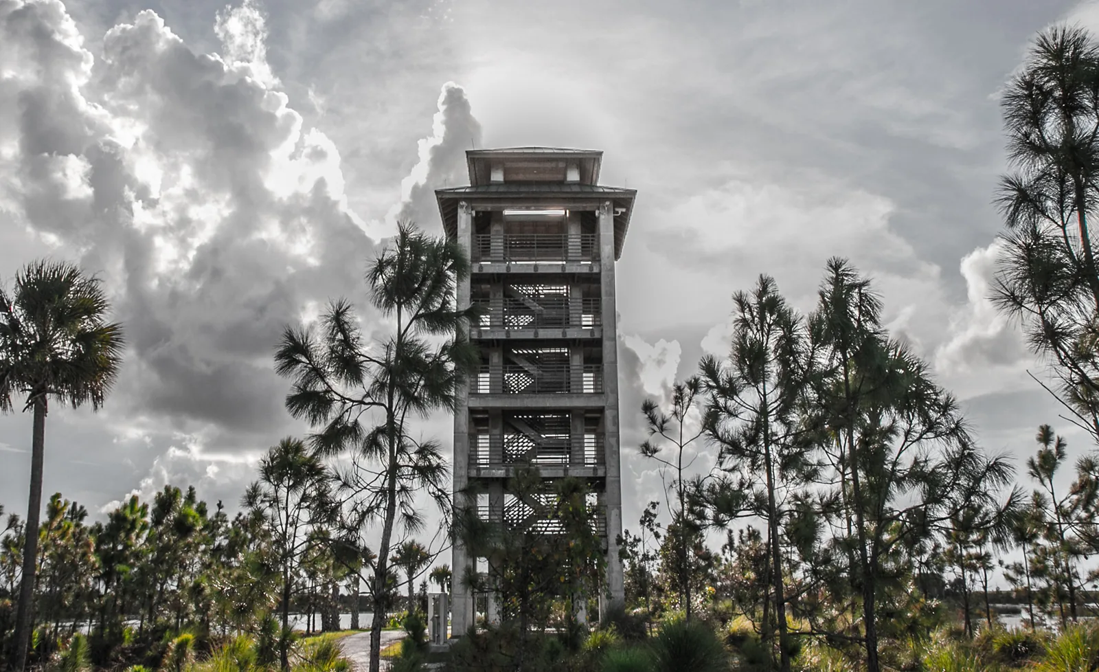 The six-story observation tower rises over pines at the Wellington Environmental Preserve.